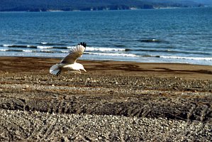 Kittiwake, Black-legged 1 B02P52I01